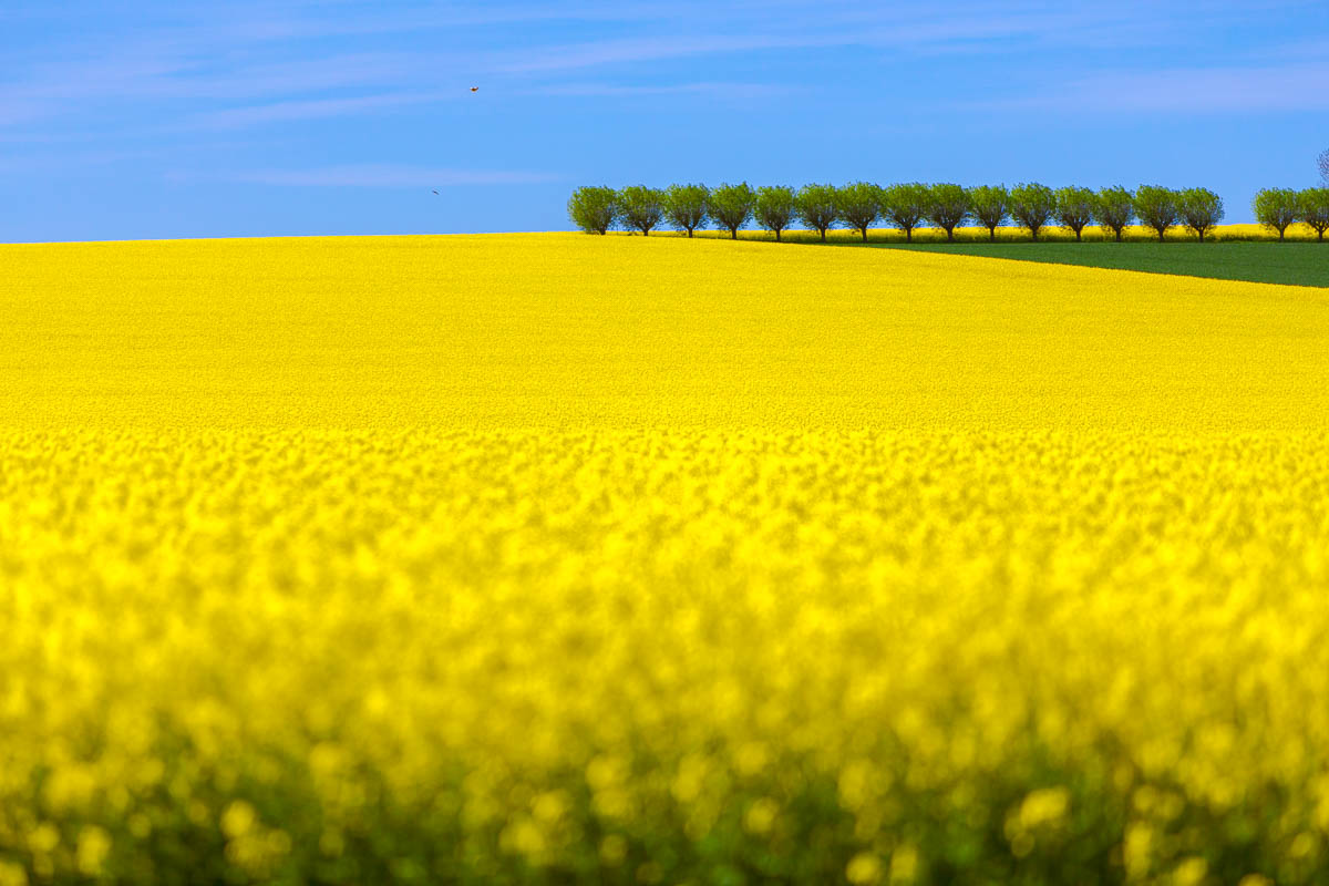 Skane, Sweden © Andrea Armellin